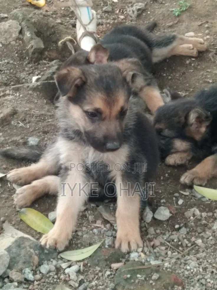 1-3 months Male Purebred German Shepherd