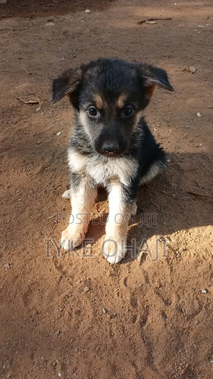 1-3 months Male Purebred German Shepherd