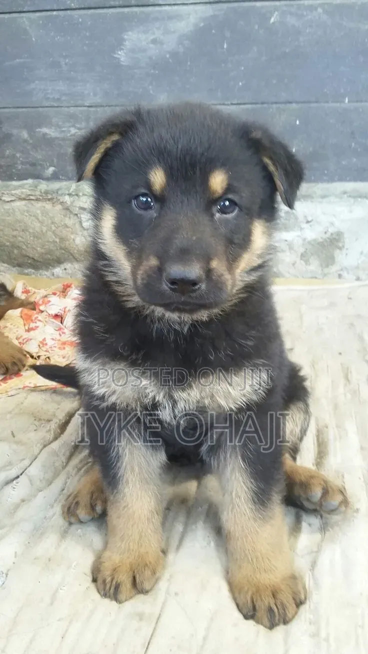 1-3 months Male Purebred German Shepherd