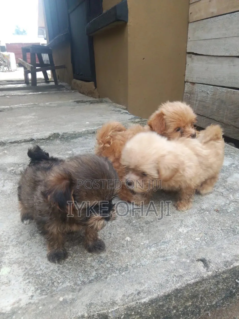 1-3 months Male Purebred Lhasa Apso