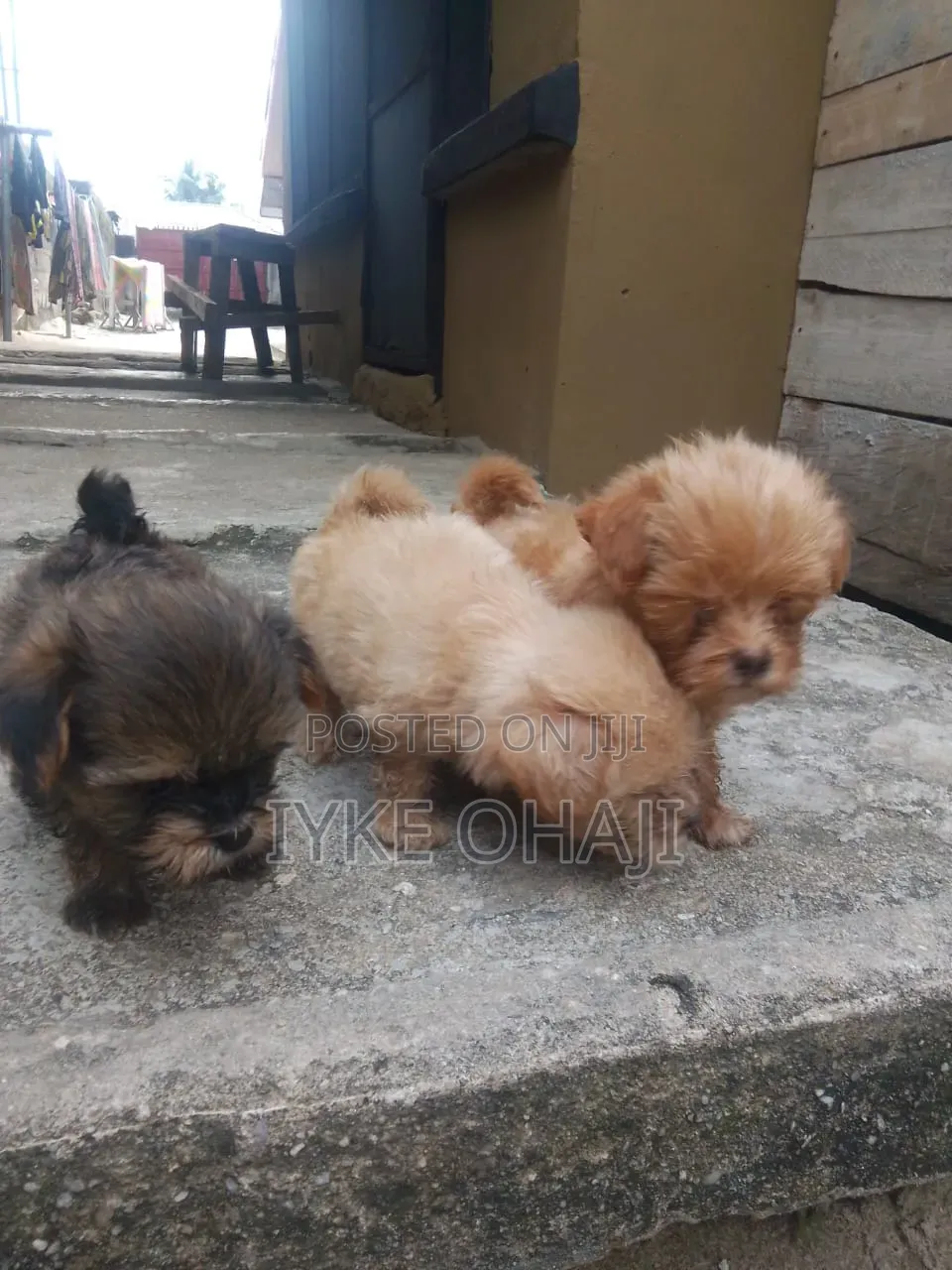 1-3 months Male Purebred Lhasa Apso
