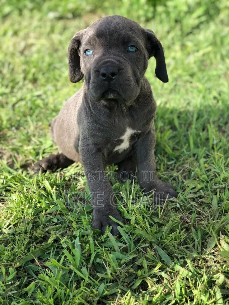 1-3 months Male Purebred Cane Corso