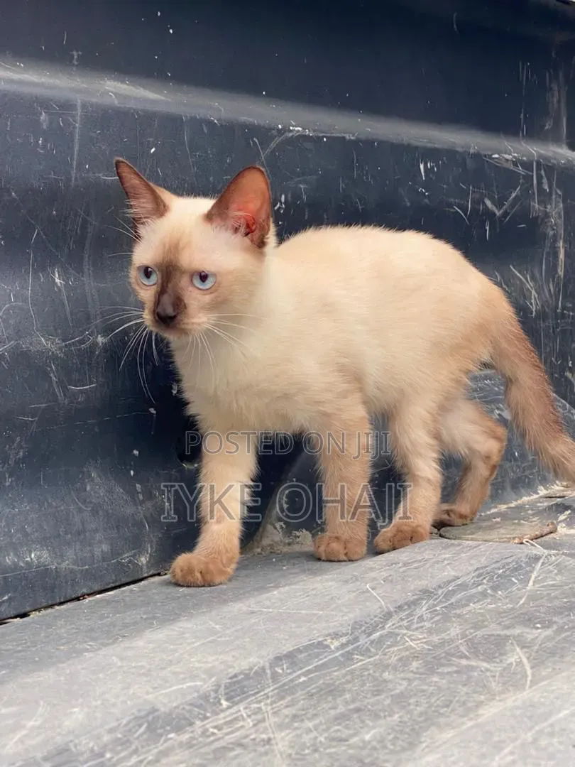 1-3 months Female Purebred Siamese