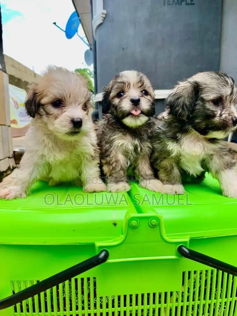 0-1 month Male Purebred Lhasa Apso