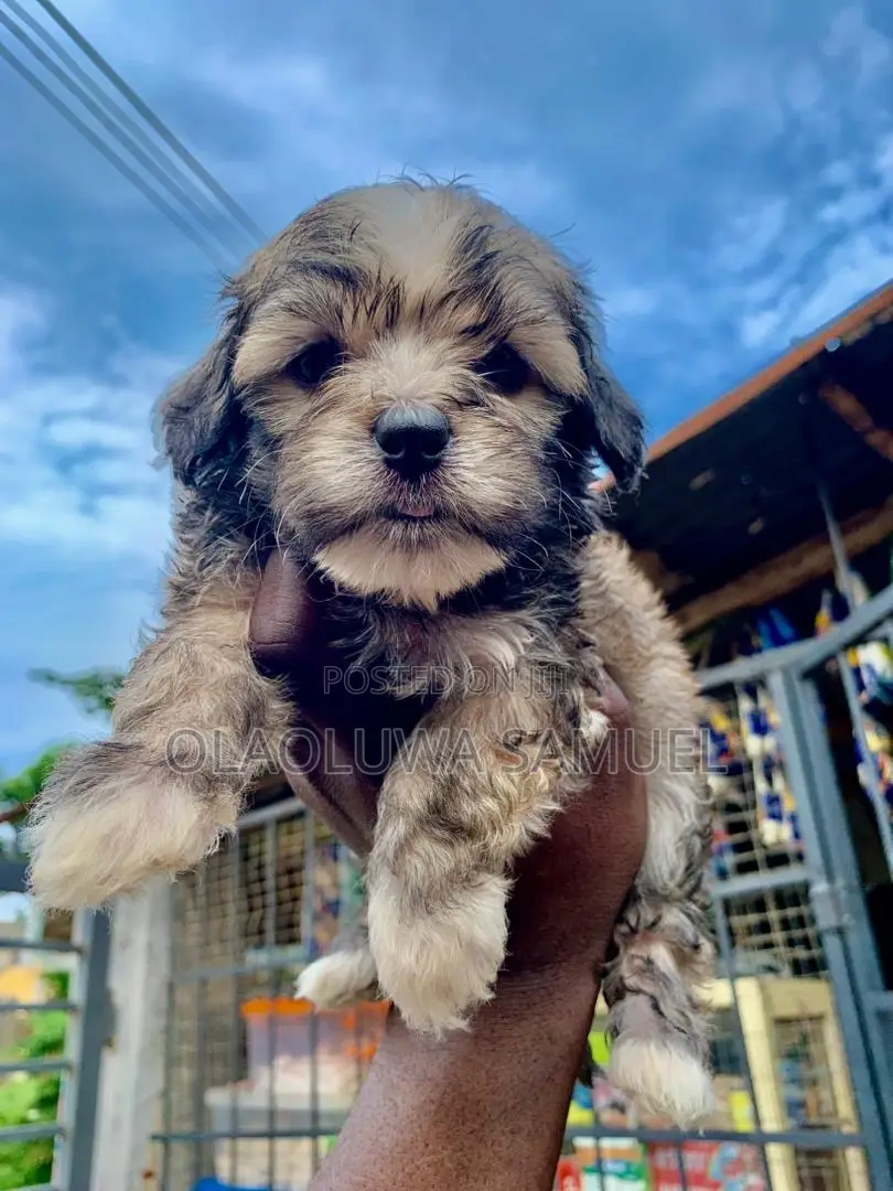 0-1 month Male Purebred Lhasa Apso