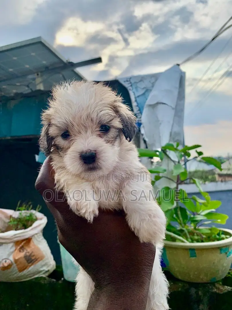 0-1 month Male Purebred Lhasa Apso