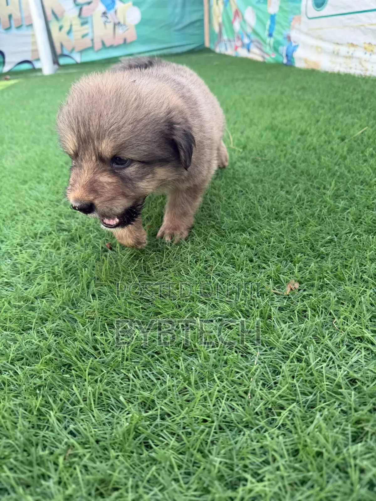 0-1 month Male Purebred Caucasian Shepherd