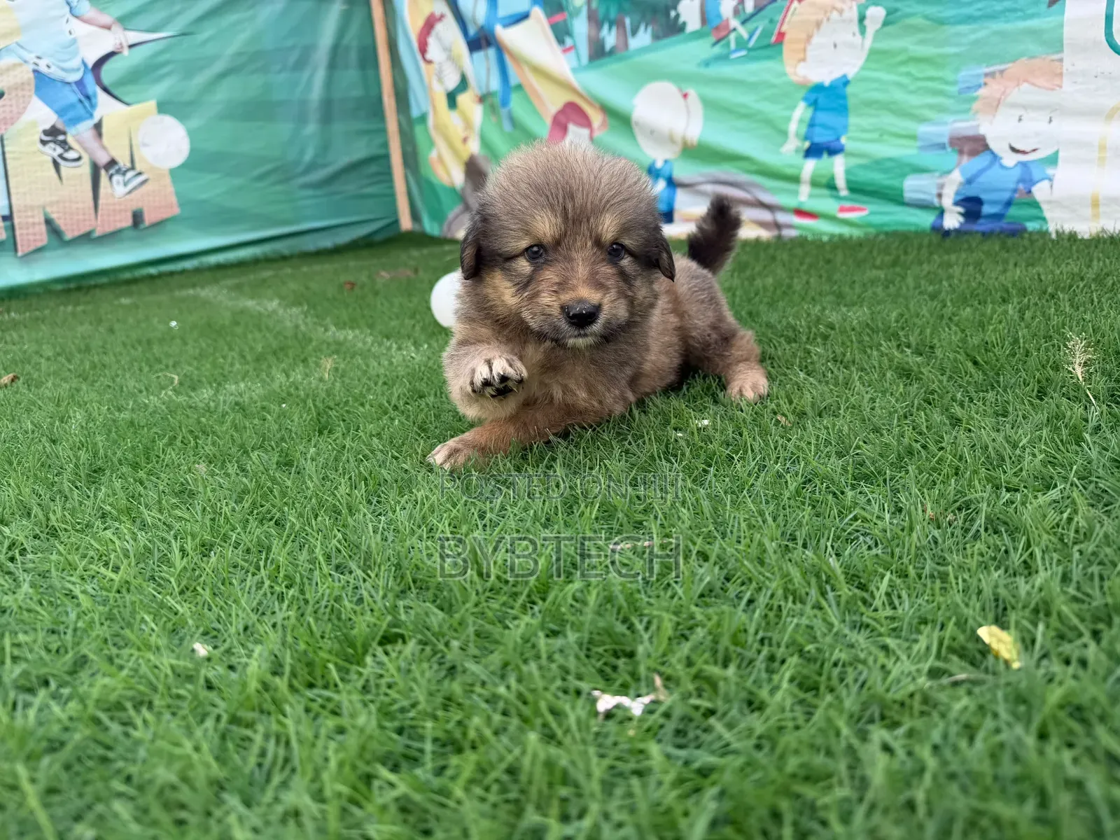 0-1 month Male Purebred Caucasian Shepherd