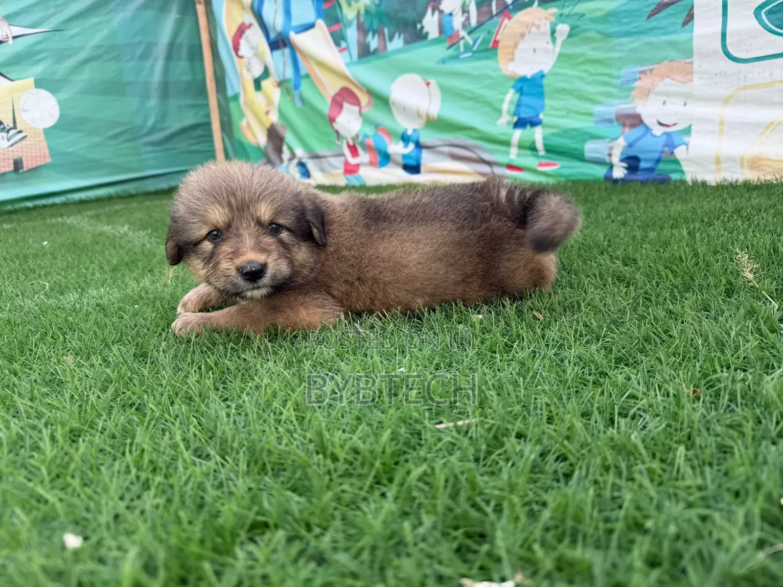 0-1 month Male Purebred Caucasian Shepherd