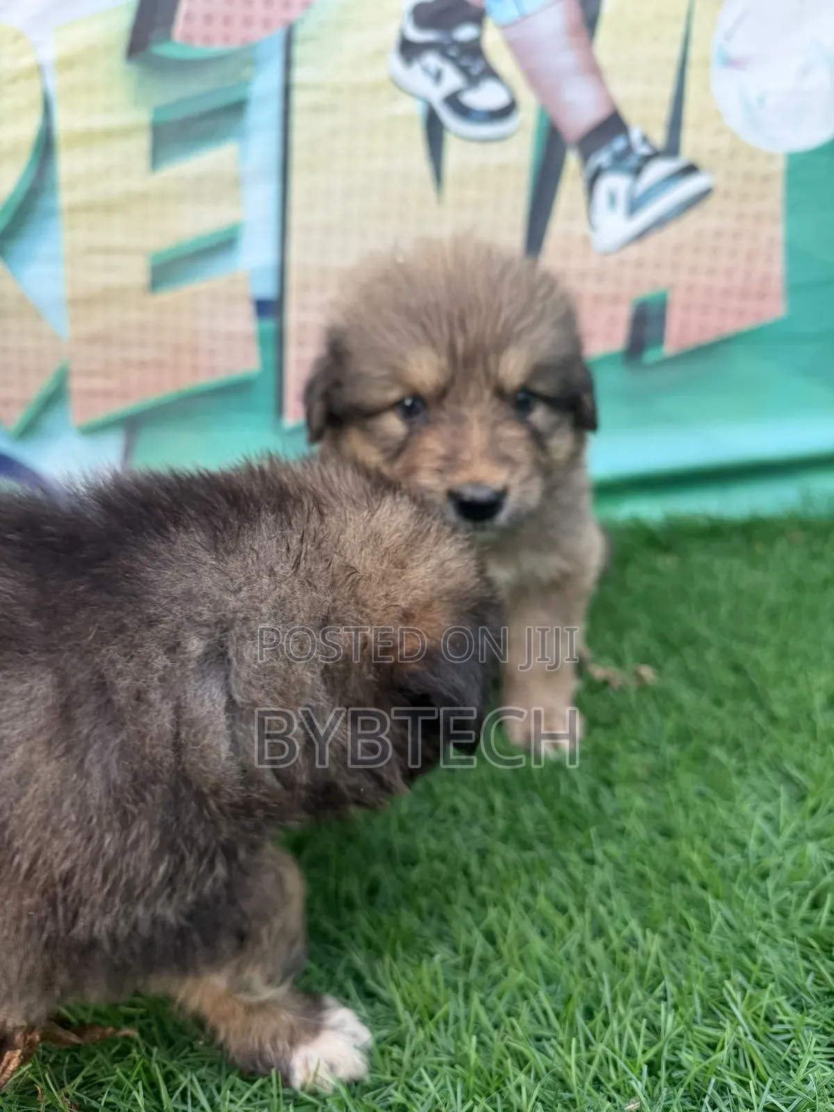 0-1 month Male Purebred Caucasian Shepherd