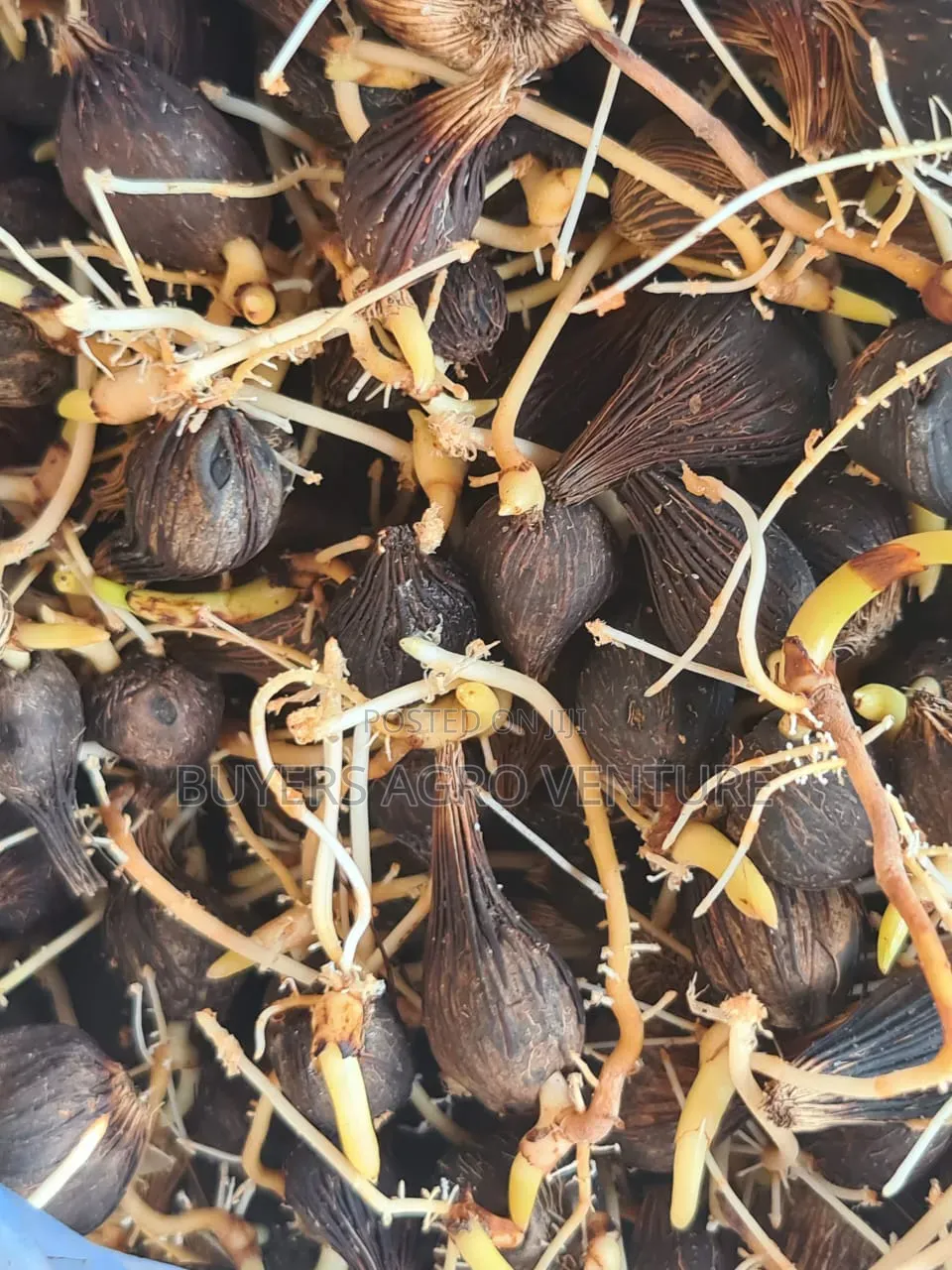 Palm Oil Seedlings Available for Sale