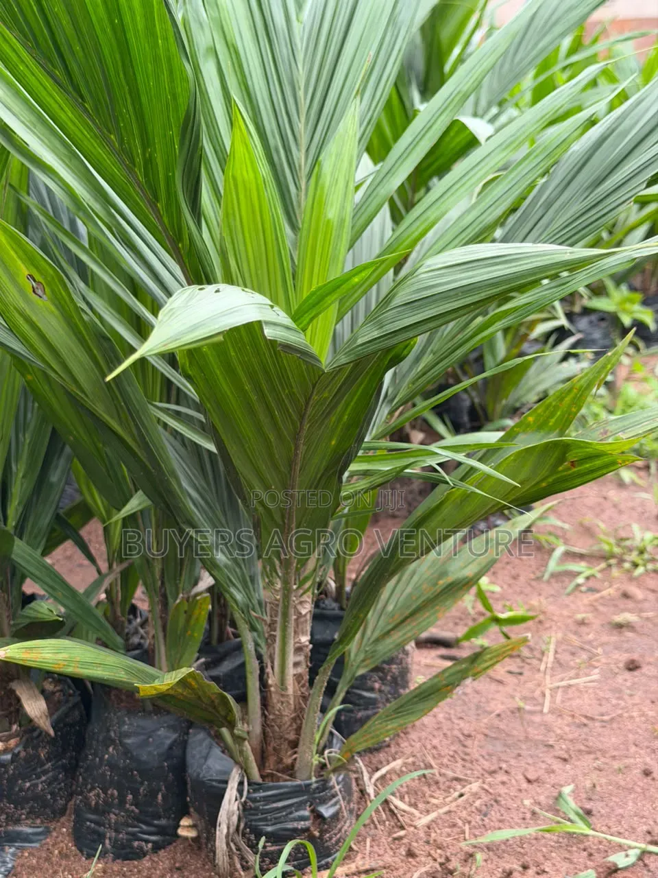 Palm Oil Seedlings Available for Sale