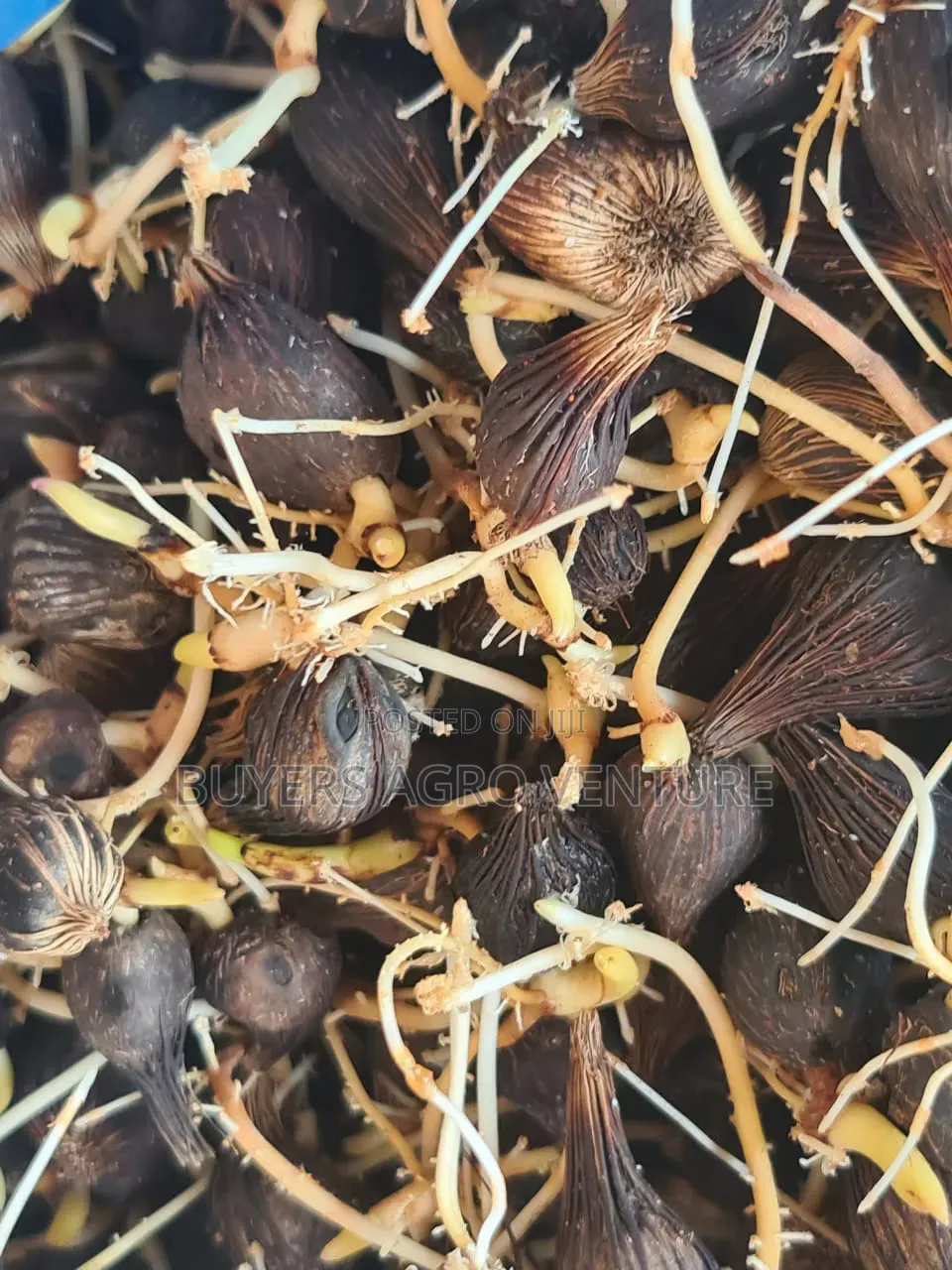 Palm Oil Seedlings Available for Sale