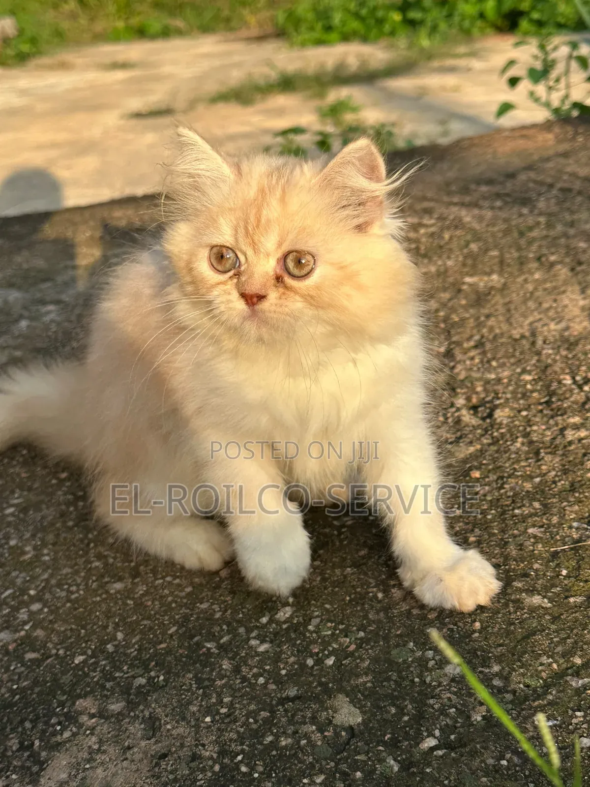 1-3 months Male Purebred Persian