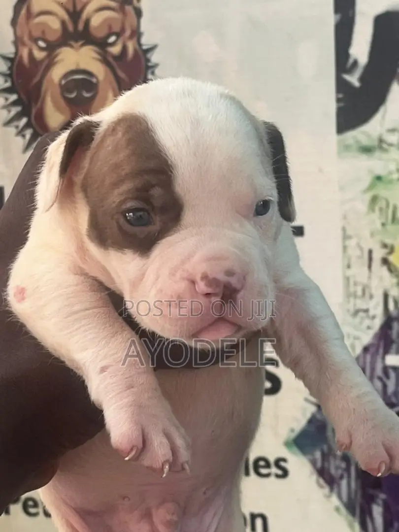 1-3 months Male Purebred American Pit Bull Terrier