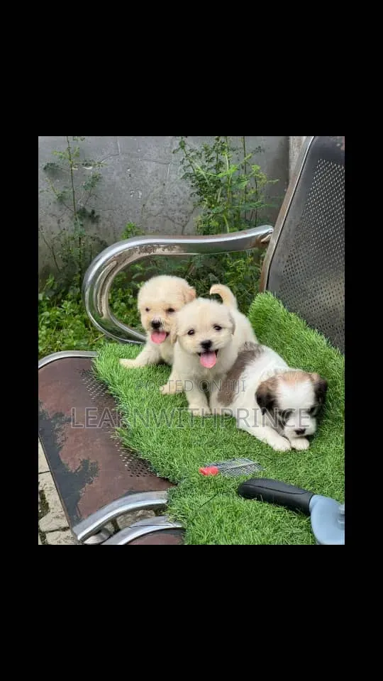 1-3 months Female Purebred Lhasa Apso