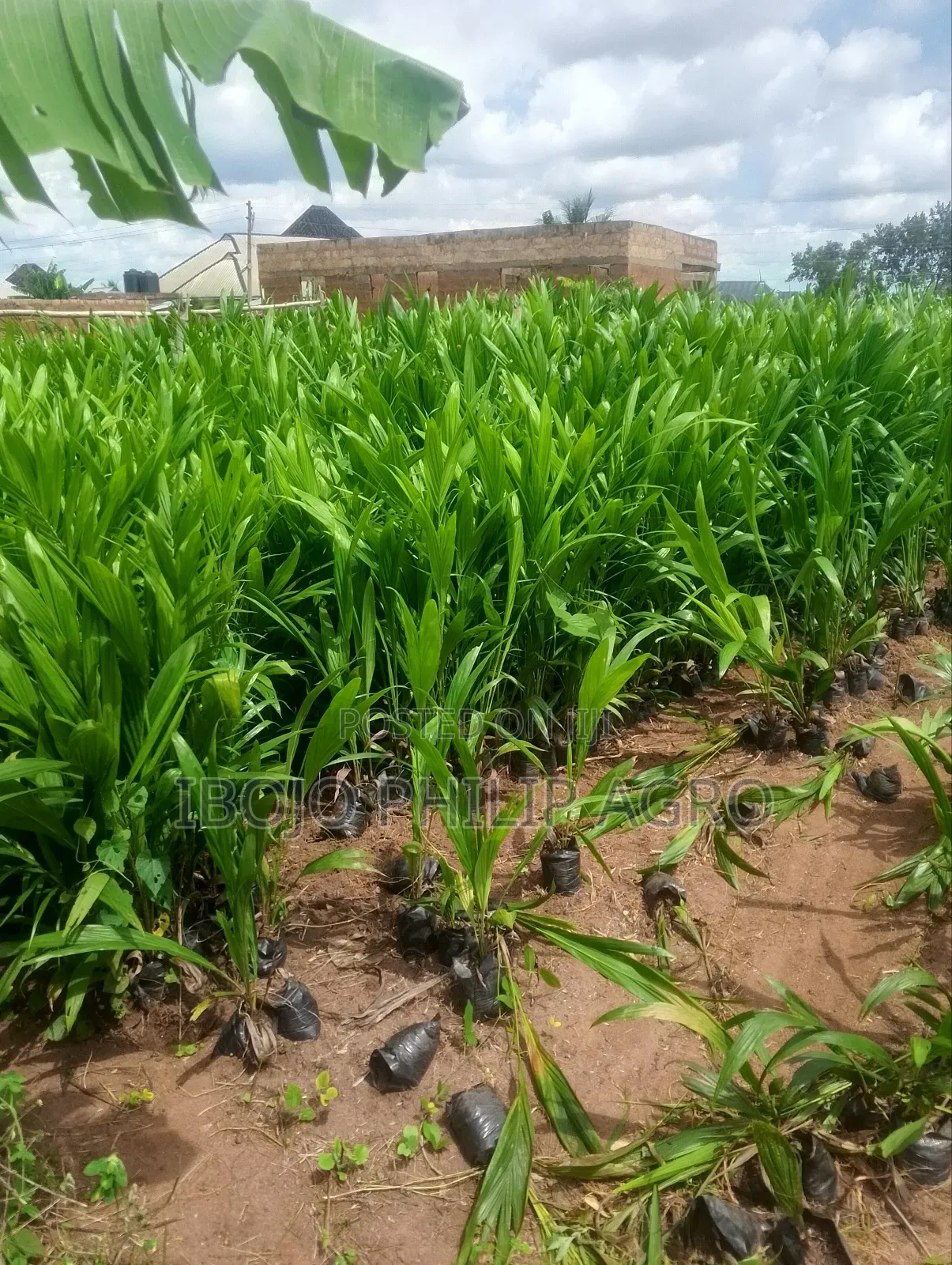 Hybrid Tenera Palm Seedlings