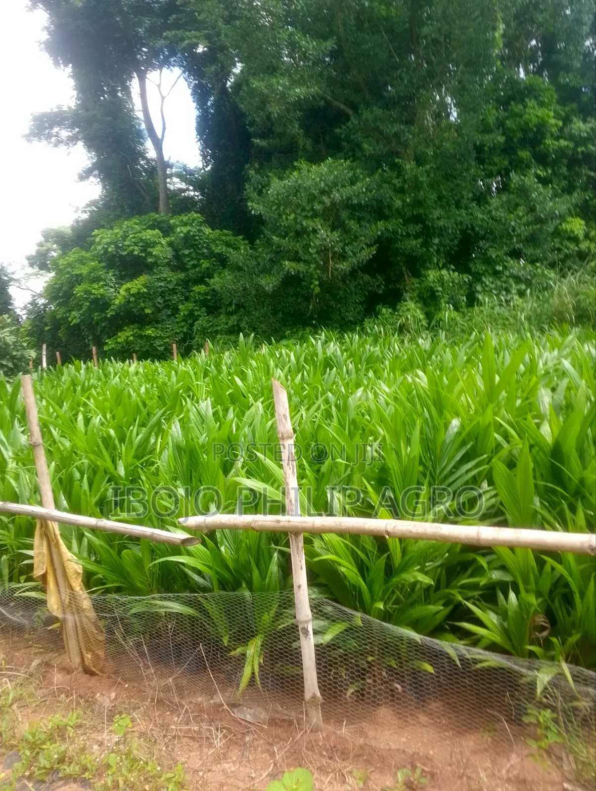 Hybrid Tenera Palm Seedlings