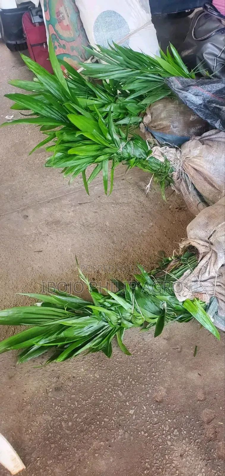 Hybrid Tenera Palm Seedlings