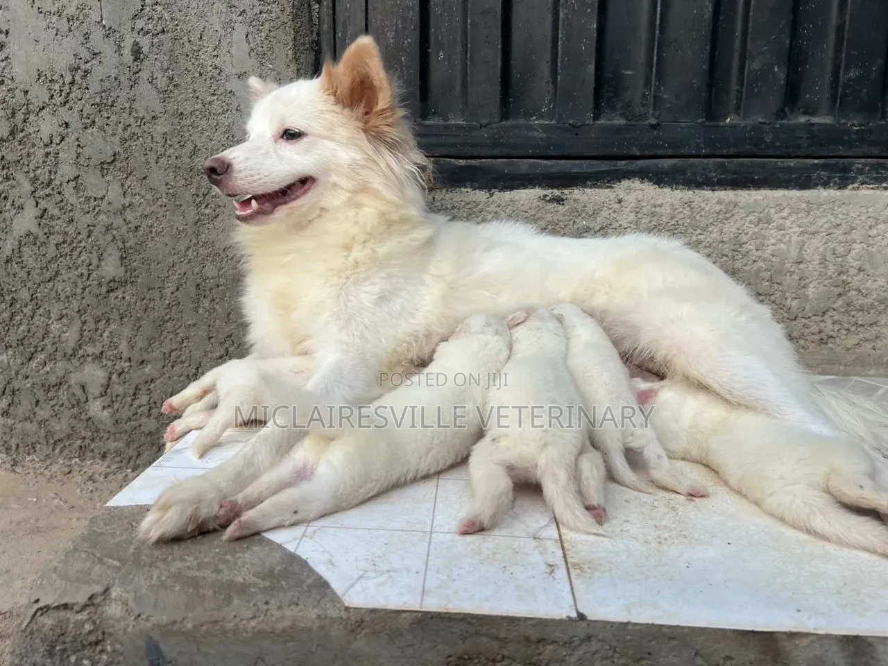 0-1 month Male Purebred American Eskimo
