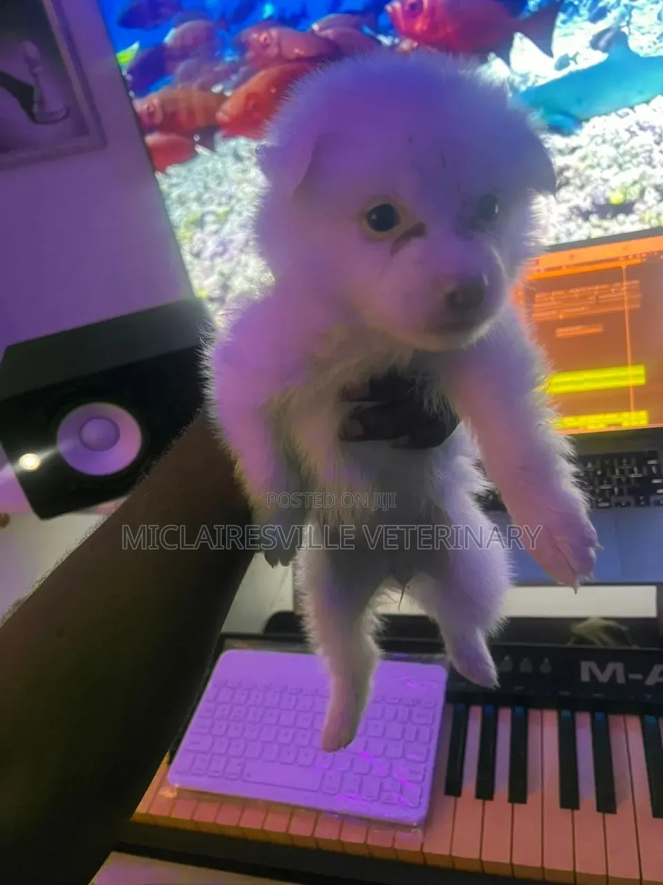 0-1 month Male Purebred American Eskimo