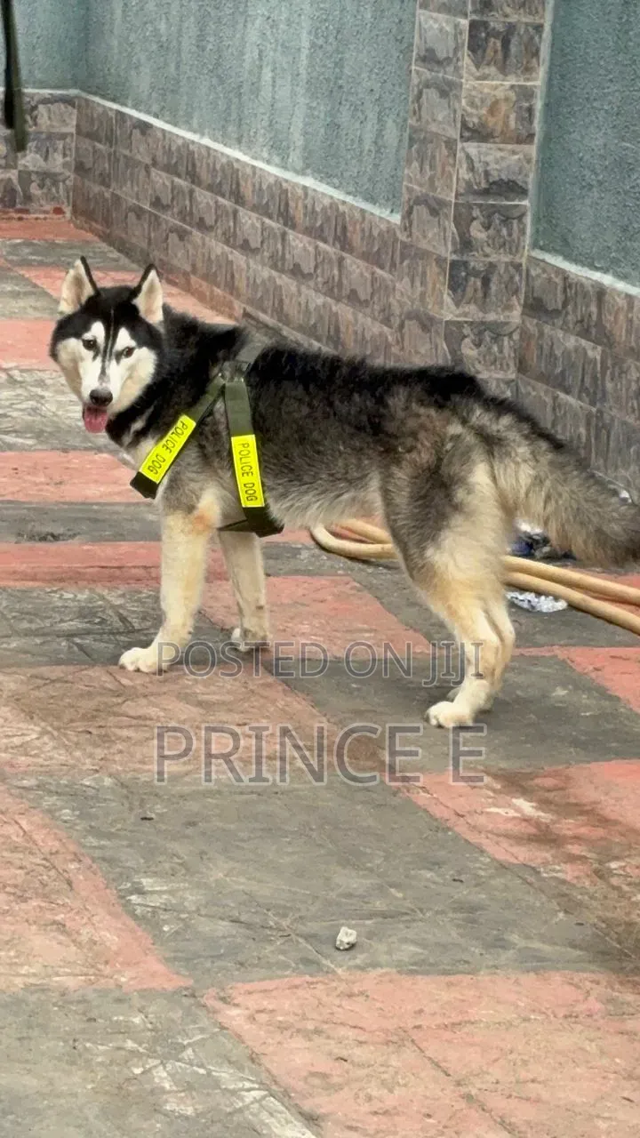 1+ year Male Purebred Siberian Husky
