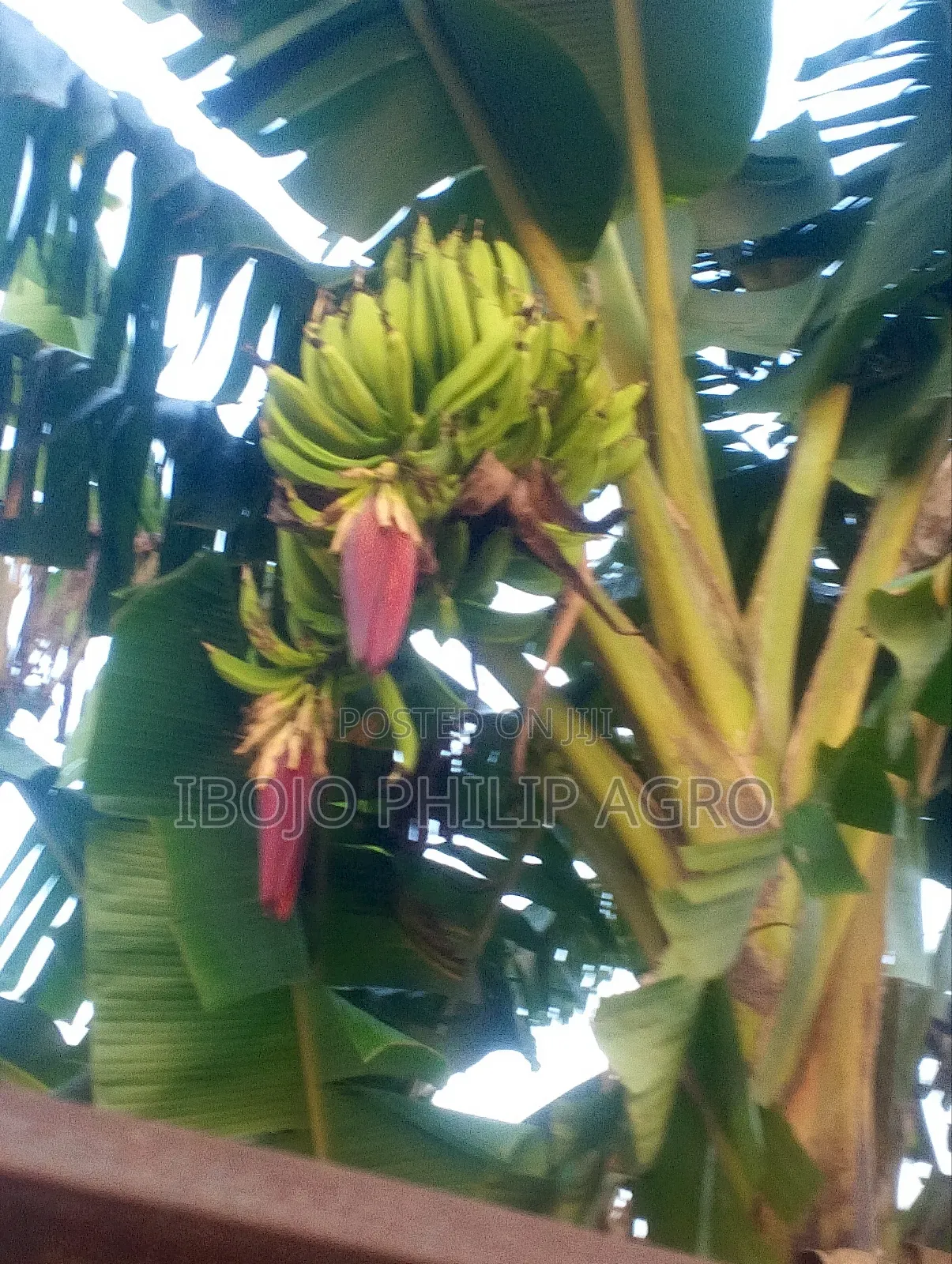 Hybrid Plantain Suckers, Palm Seedling, Sprouted Seeds