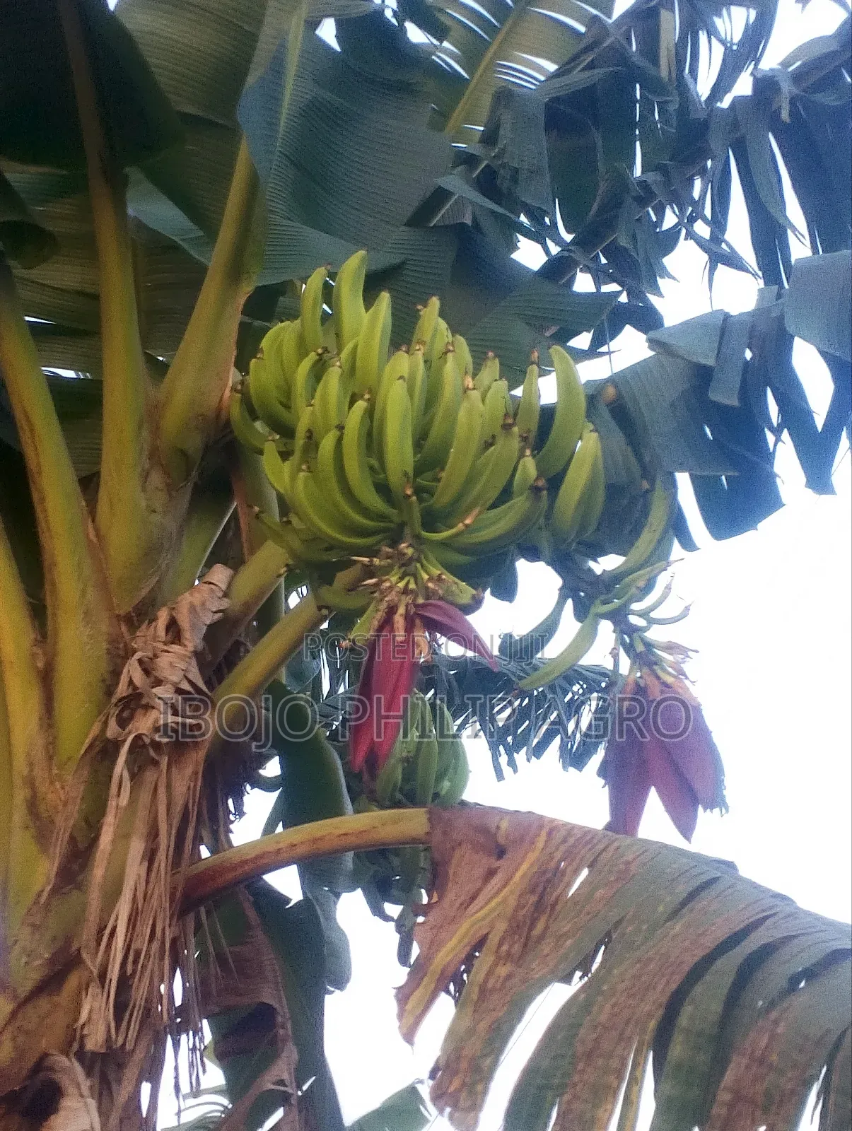 Hybrid Plantain Suckers, Palm Seedling, Sprouted Seeds