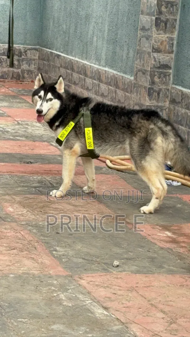 1+ year Male Purebred Siberian Husky