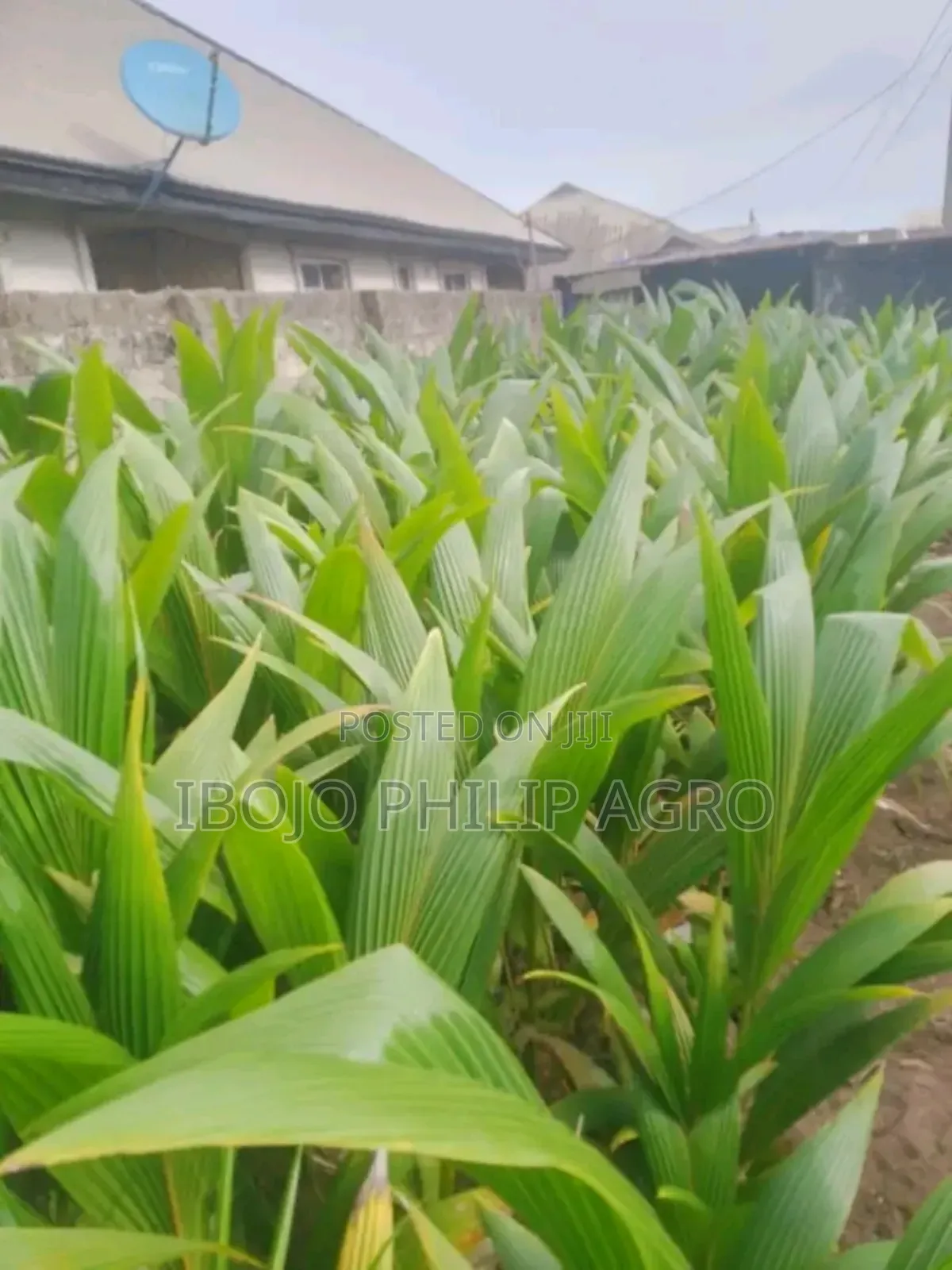 Tenera Palm Seedling Sprouted Seeds, Supergen. Coconut Seedlings