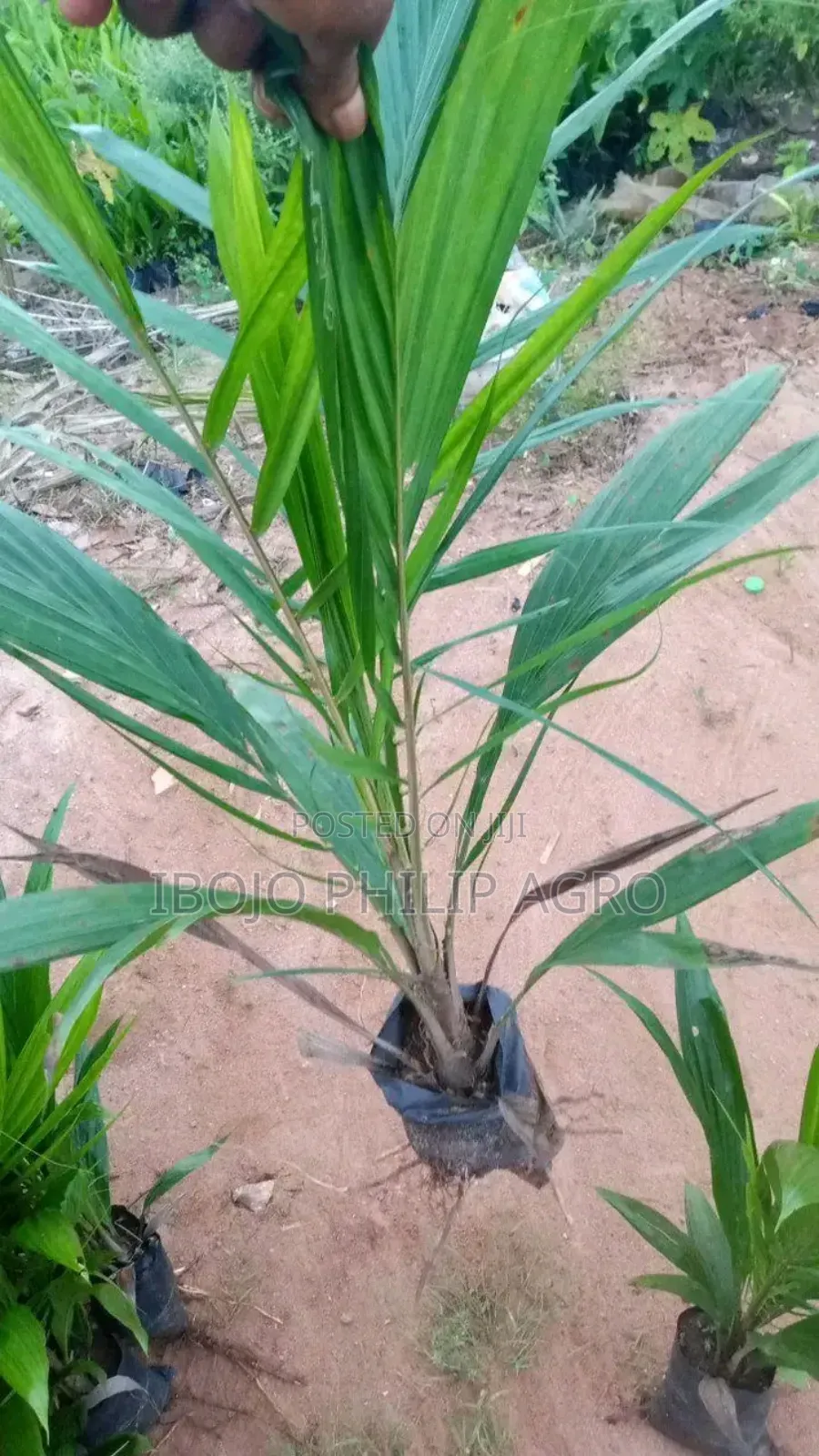 Tenera Palm Seedling Sprouted Seeds, Supergen. Coconut Seedlings