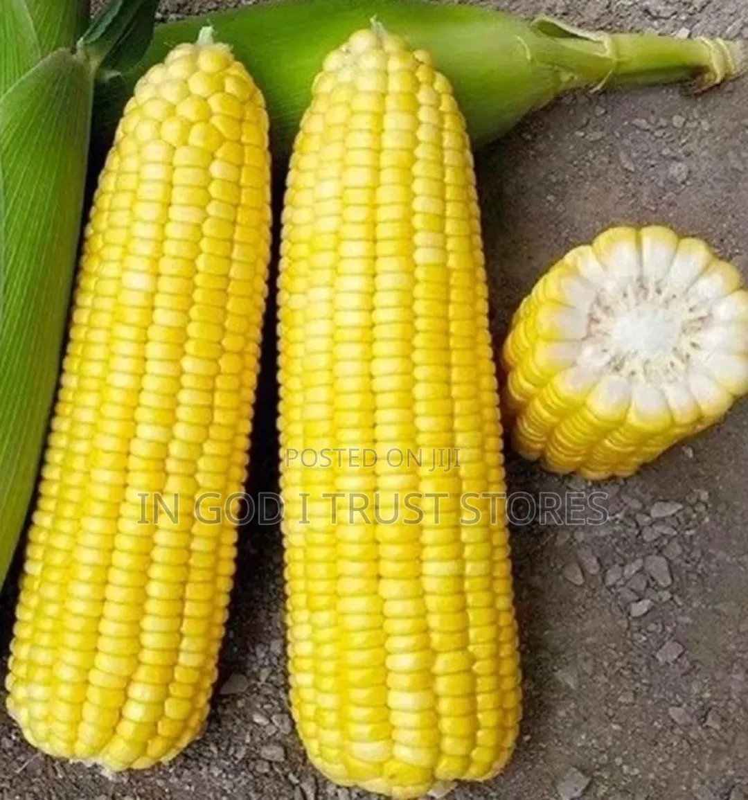 A Pack of Seed Huangnuo 90 Corn