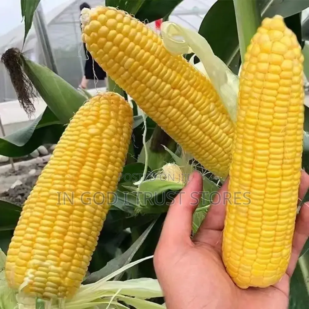 A Pack of Seed Huangnuo 90 Corn