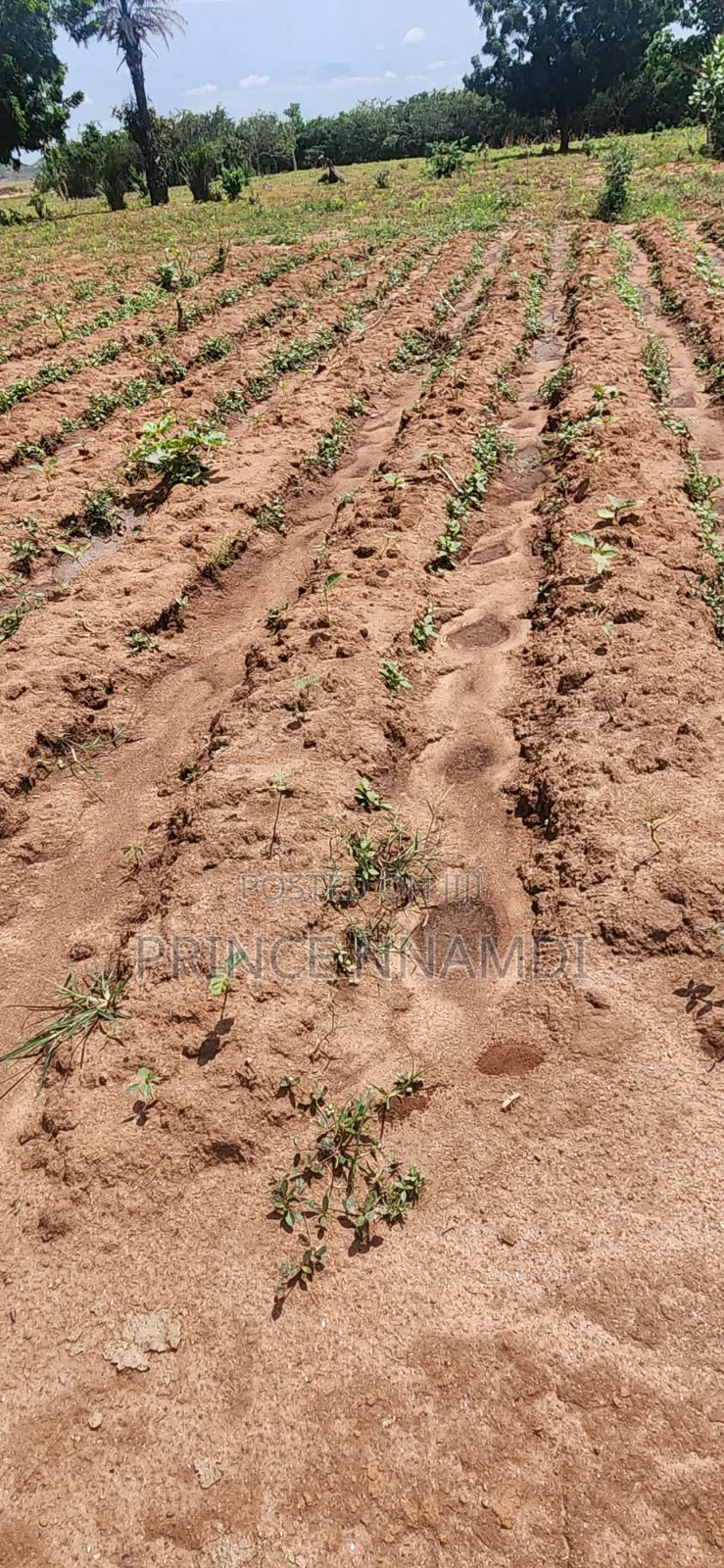 Prime Land for Sale in Apo District