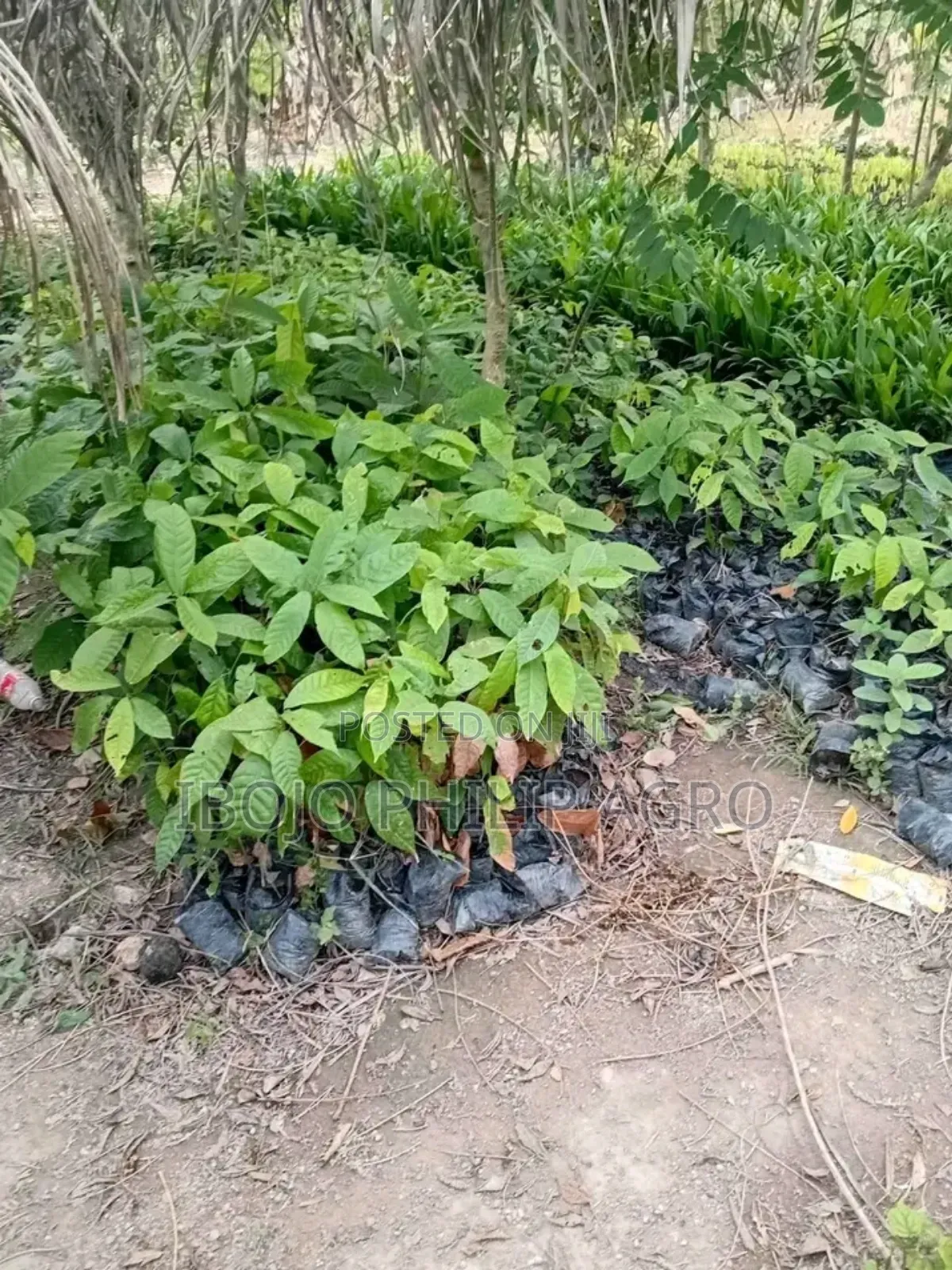Hybrid Palm Seedling, Tenera, Supergen, Coconut, Cocoa, Pineapple