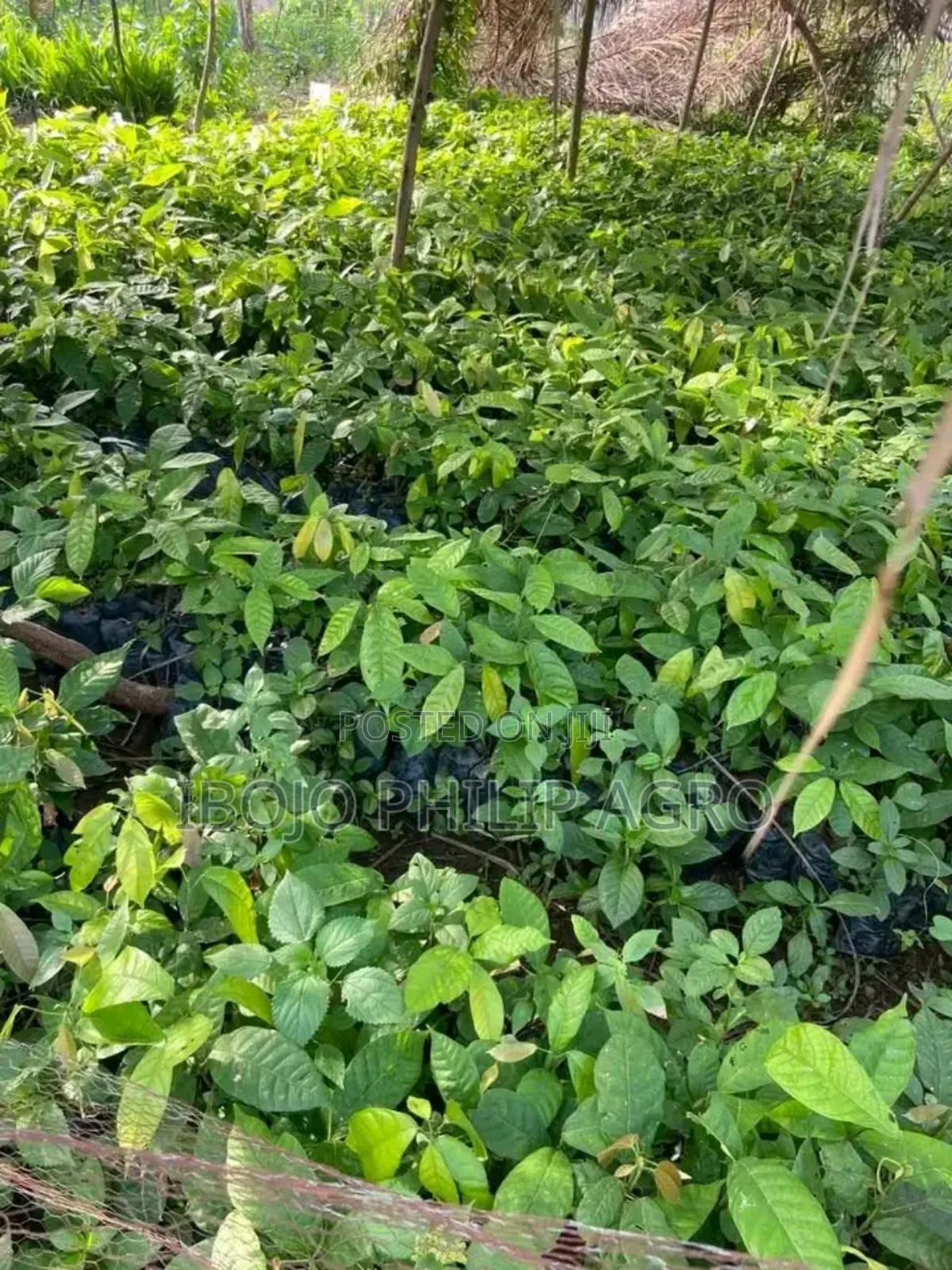 Hybrid Palm Seedling, Tenera, Supergen, Coconut, Cocoa, Pineapple