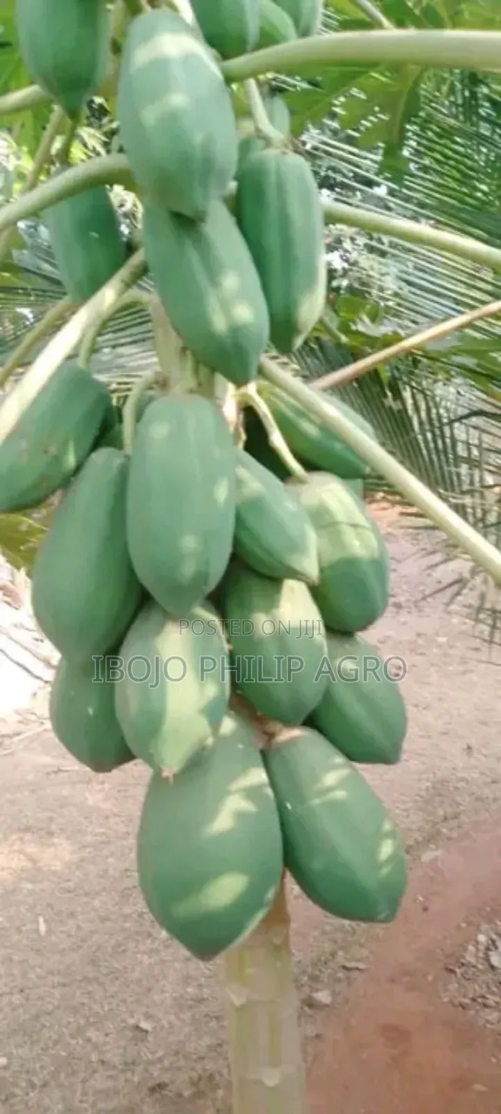 Hybrid Palm Seedling, Tenera, Supergen, Coconut, Cocoa, Pineapple