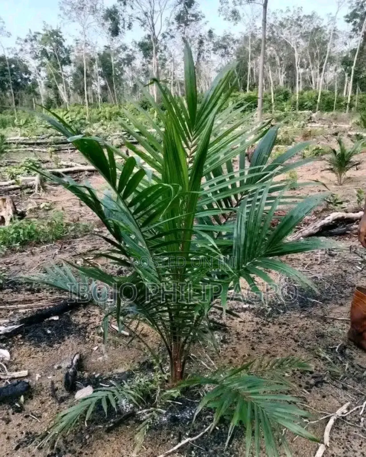 Hybrid Palm Seedling Tenera, Malaysia Supergen, Coconut, Plantain