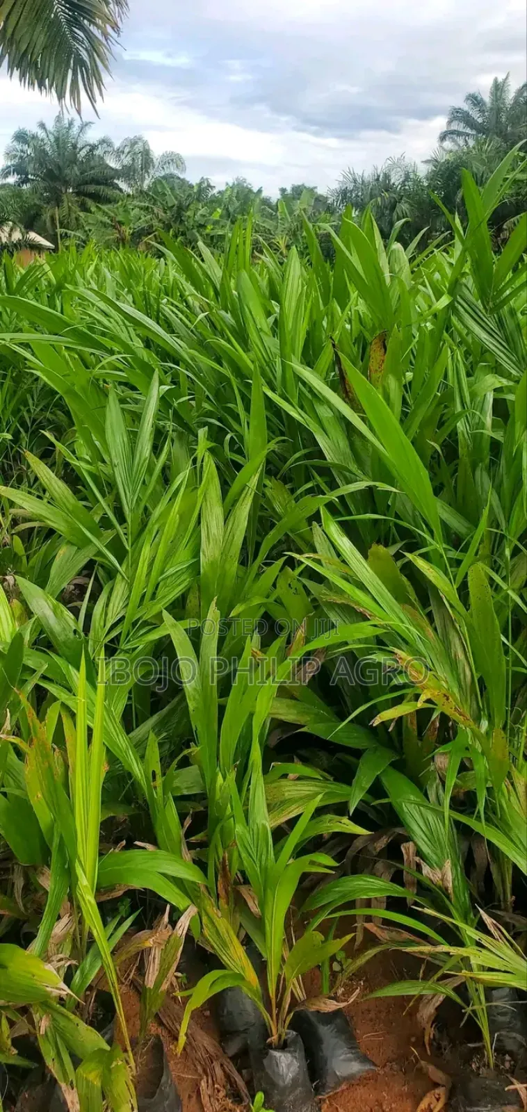 Hybrid Palm Seedling Tenera, Malaysia Supergen, Coconut, Plantain