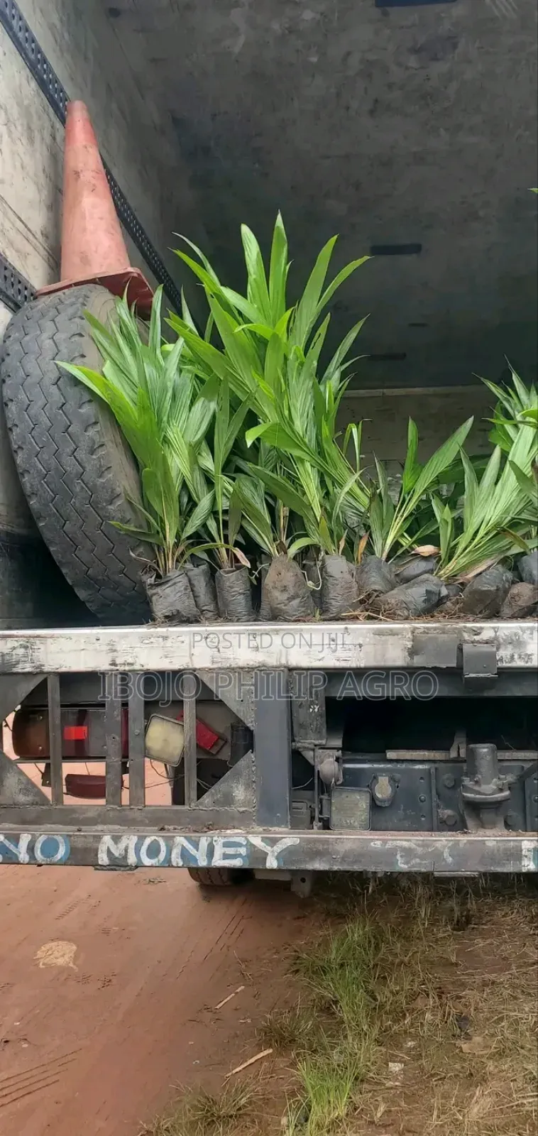 Hybrid Tenera Palm Seeding, Malaysia Supergen Sprouted Seeds,