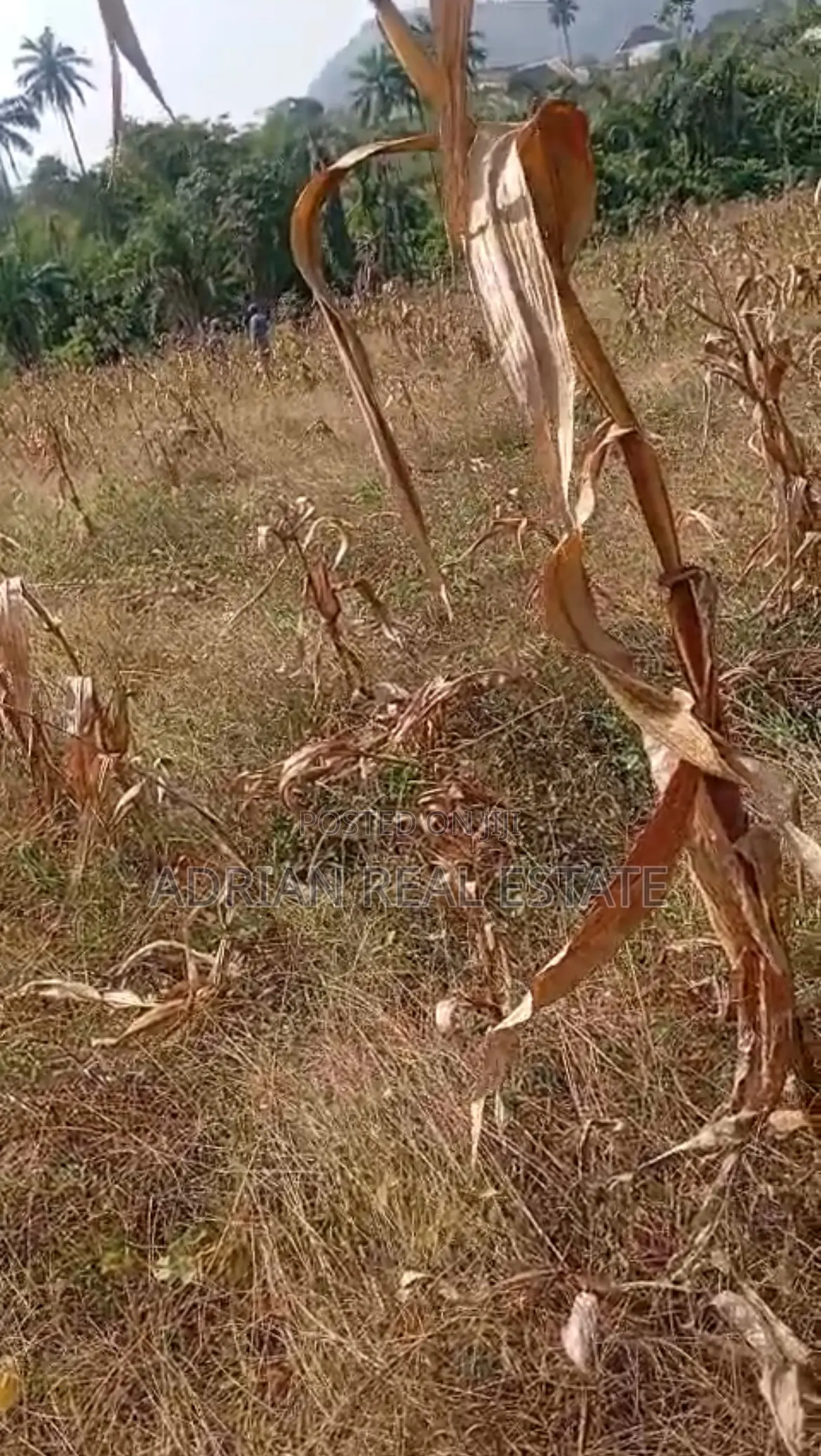 A Plot of Land in a Serene Environment