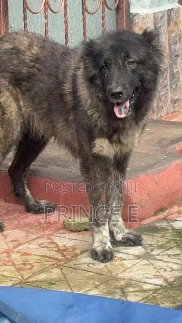 1+ year Female Purebred Caucasian Shepherd