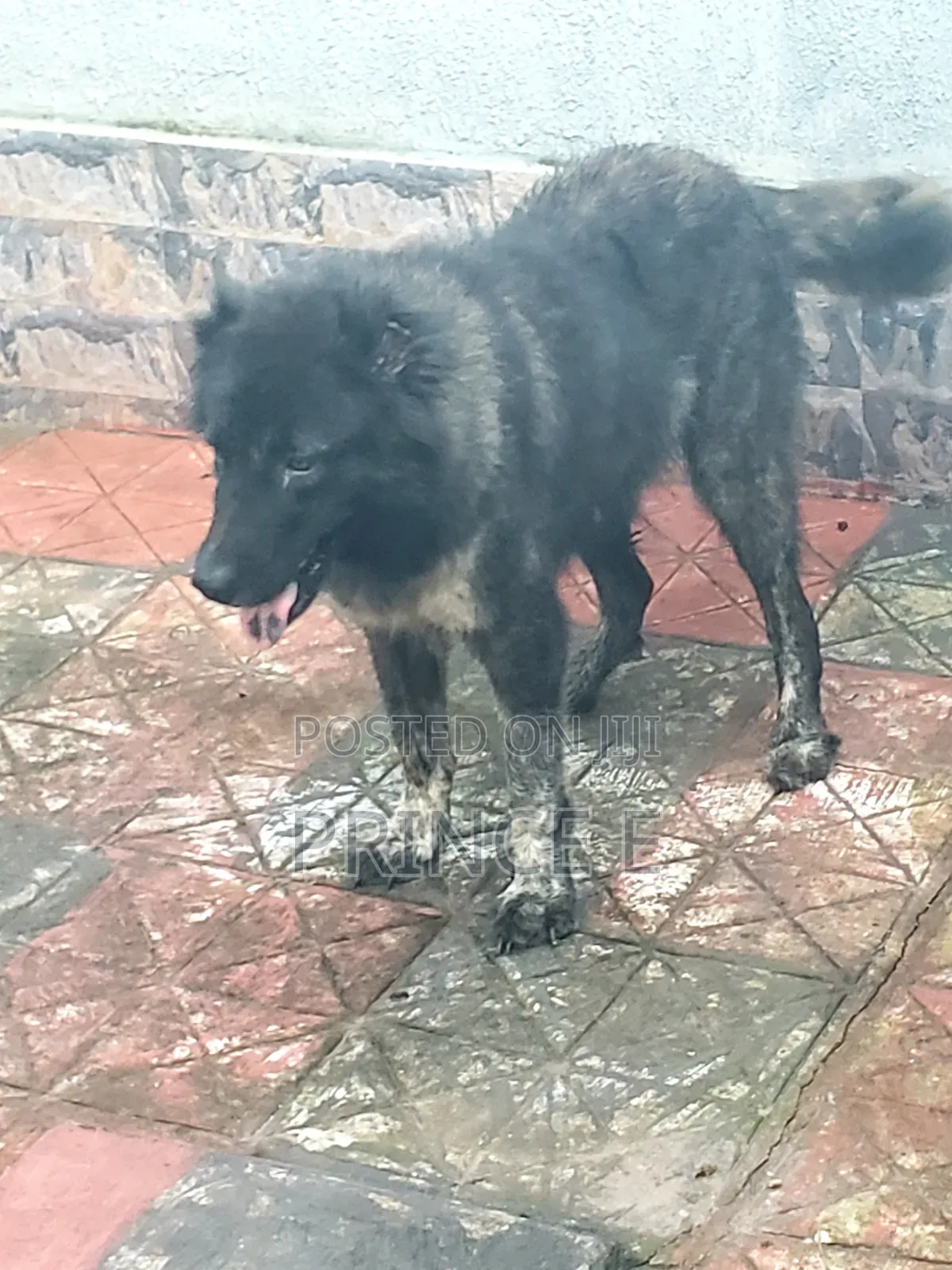 1+ year Female Purebred Caucasian Shepherd