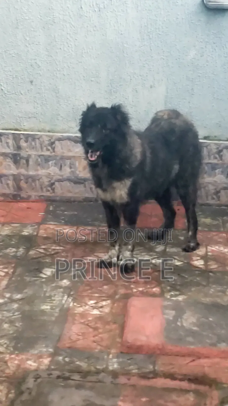 1+ year Female Purebred Caucasian Shepherd