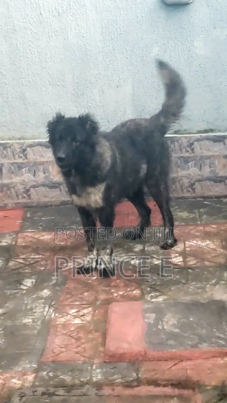 1+ year Female Purebred Caucasian Shepherd