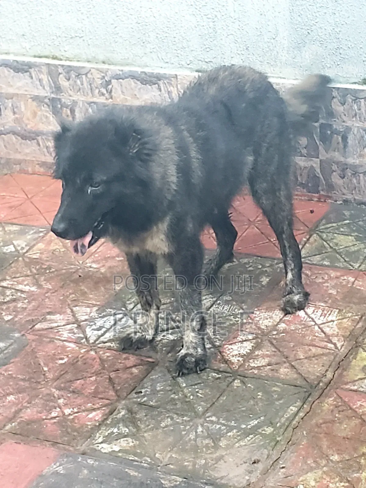 1+ year Female Purebred Caucasian Shepherd