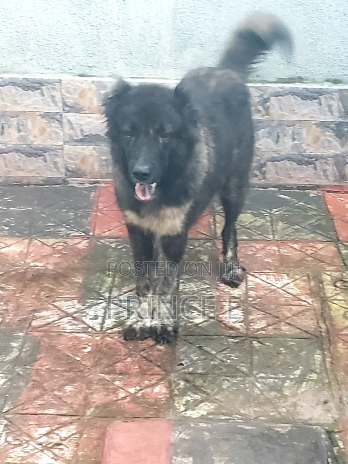 1+ year Female Purebred Caucasian Shepherd
