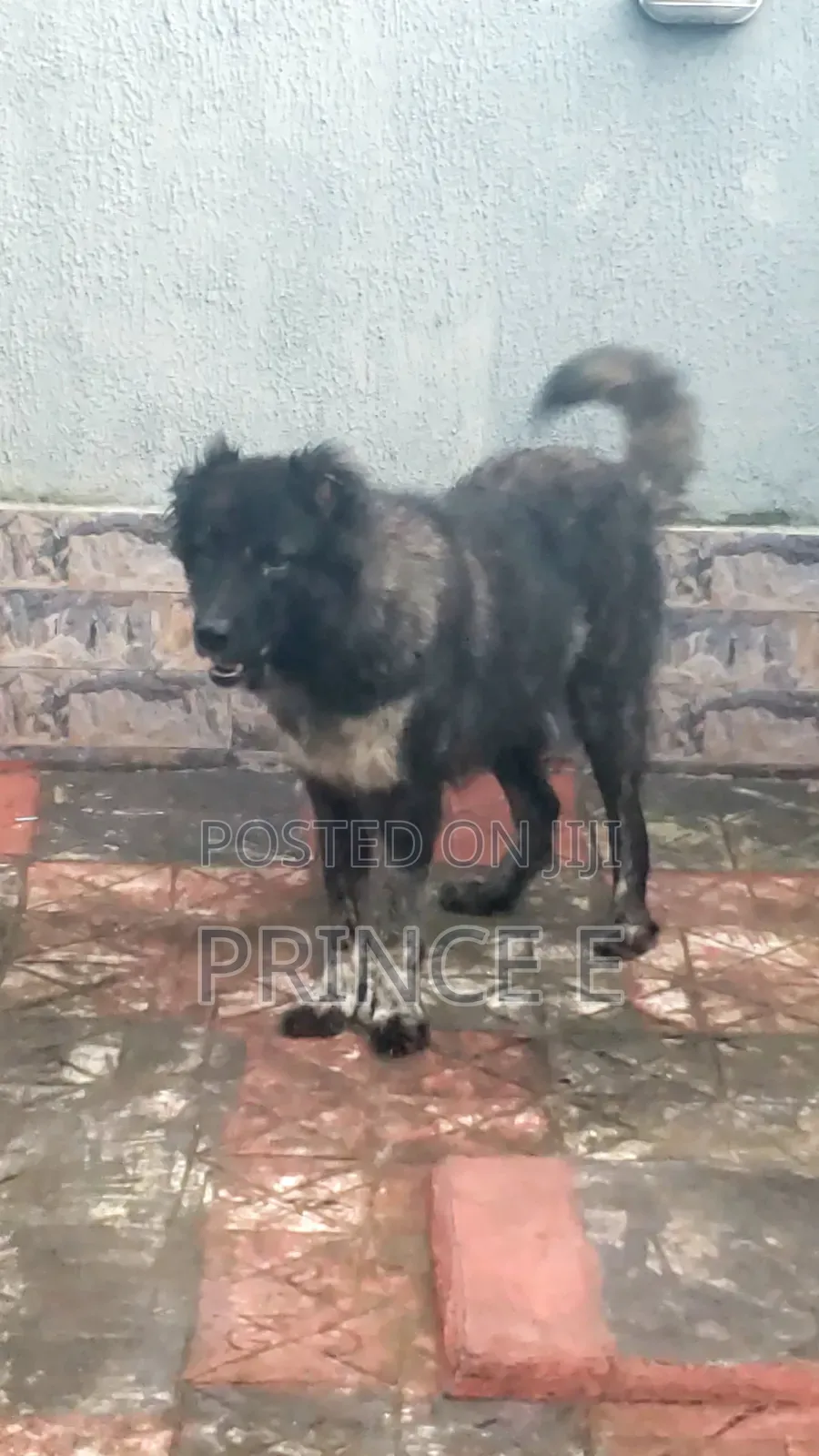 1+ year Female Purebred Caucasian Shepherd