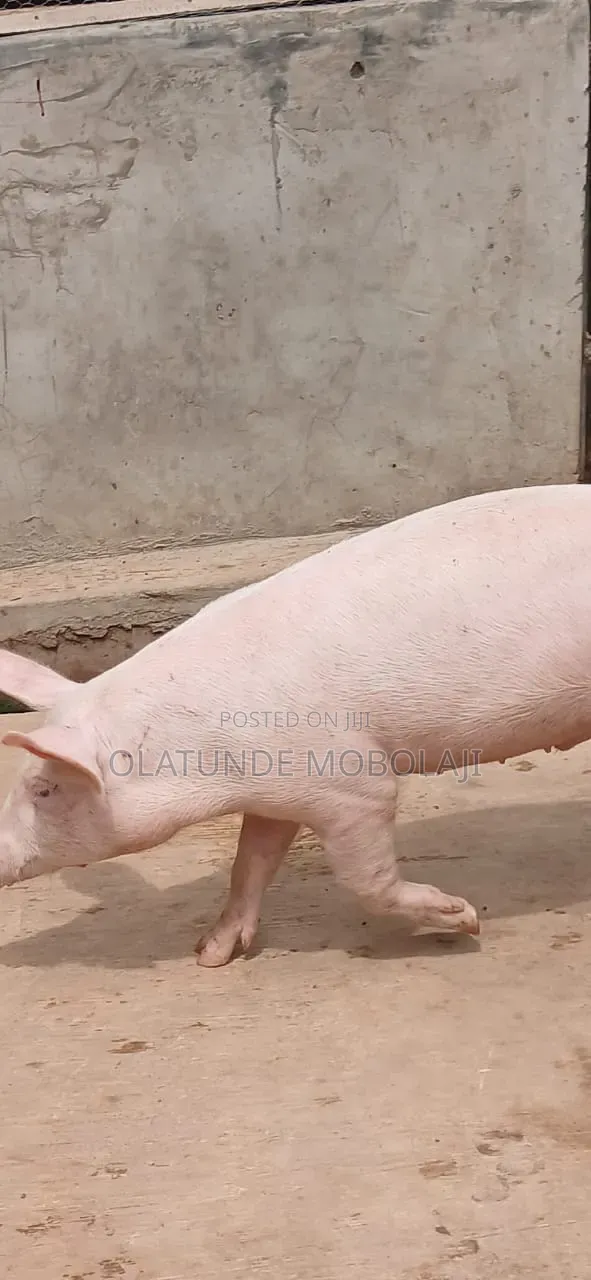 Weaners, Growers and Pregnant Pigs for Sale
