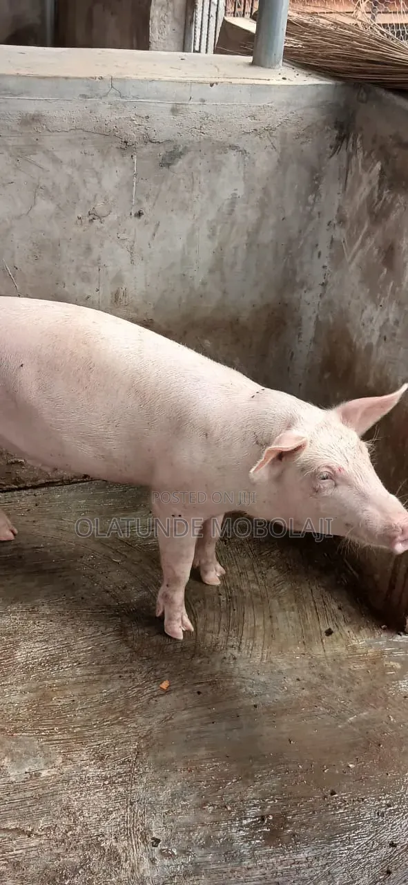 Weaners, Growers and Pregnant Pigs for Sale